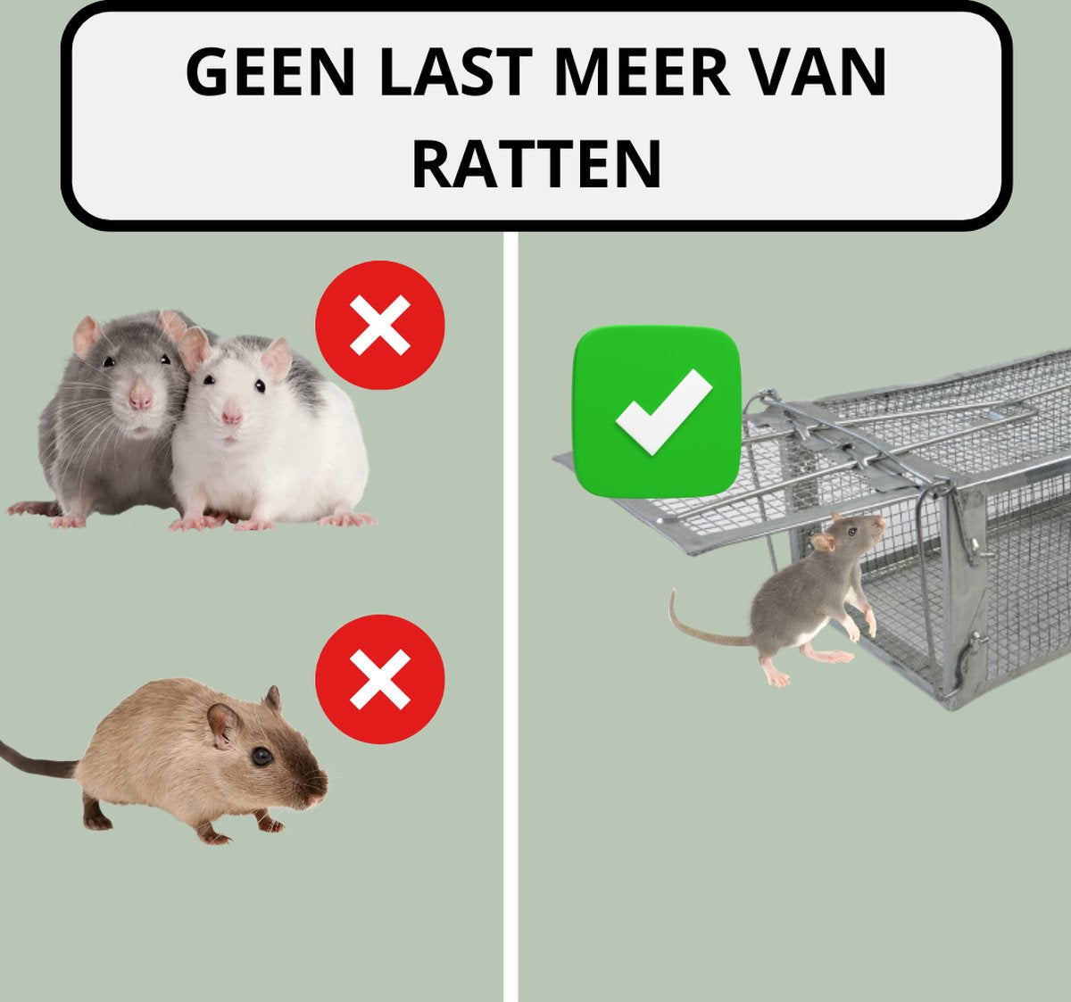 Livista Rattenval - Voor Rattenvergif - Rattenkooi - Rattenvangkooi - Voor buiten - Vangkooi - Kist - Ongedierte bestrijding - Muizenval - Voor Muizengif - Diervriendelijk - 42x14x11cm
